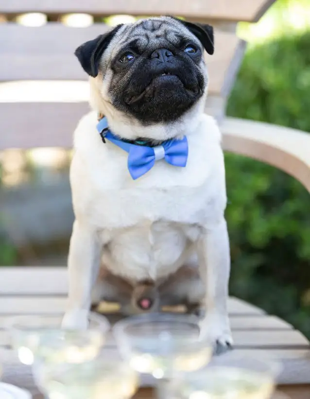 PUG..Actually! Harley the Pug poses up in a blue bowtie to his own premiere 'Patrick'! - Photos by Gareth Cattermole / Getty Images for Disney / Image.net
