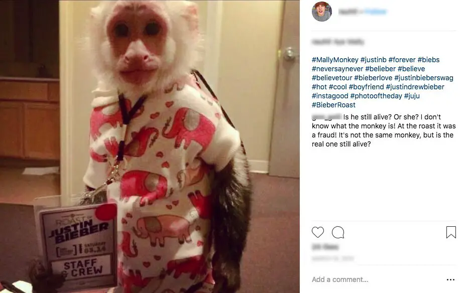 Mally the Monkey even went on the road with Justin Bieber and had his own pass! - Photo Courtesy of Instagram