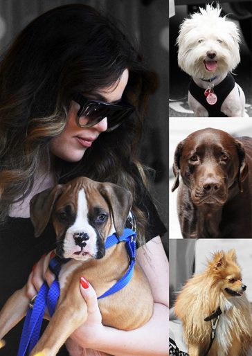Celebrity Dogs brought to you by Celebrity WotNot. Check out the furry friends of the rich and famous!